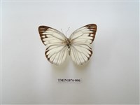 黑脈粉蝶藏品圖，第2張